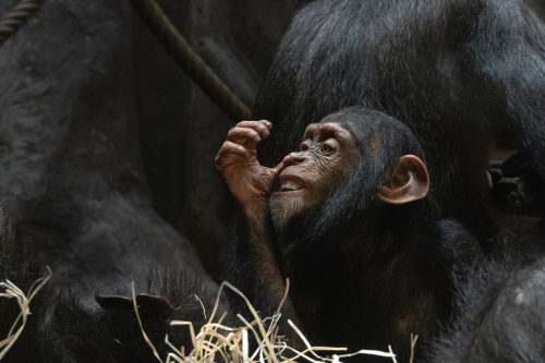 Šimpanz Hornoguinejský